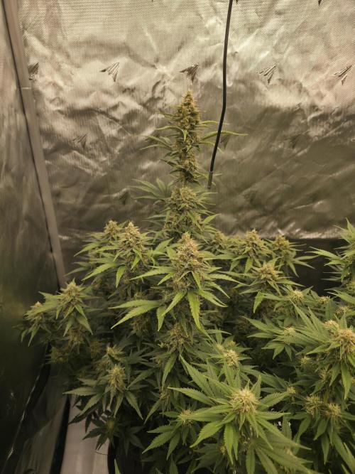 Gorilla cookies fast bud. Week 9