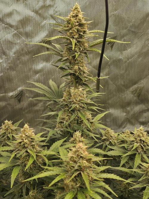 Gorilla cookies fast bud. Week 9