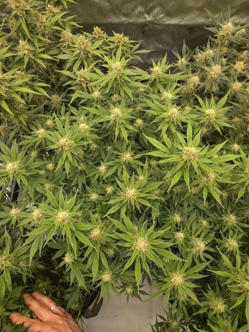 Gorilla cookies fast bud. Week 9