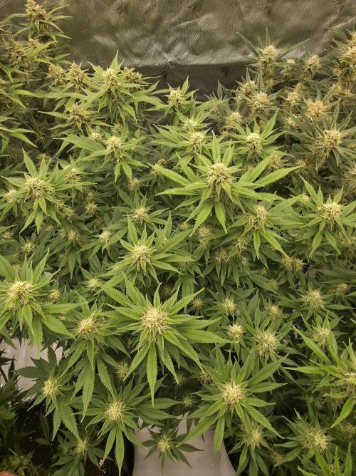 Gorilla cookies fast bud. Week 9