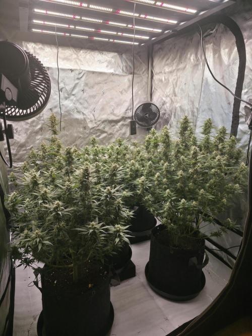 Gorilla cookies fast bud. Week 9