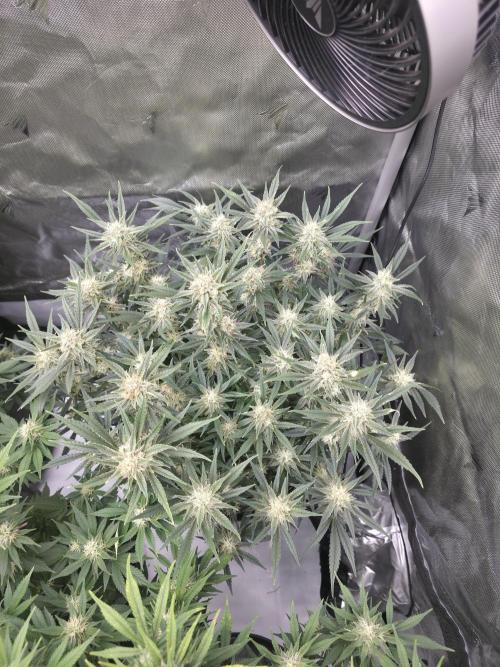 Gorilla cookies fast bud. Week 9