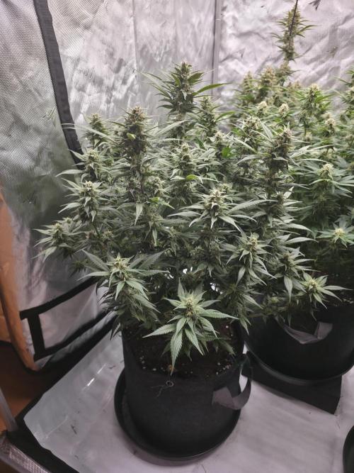 Gorilla cookies fast bud. Week 9