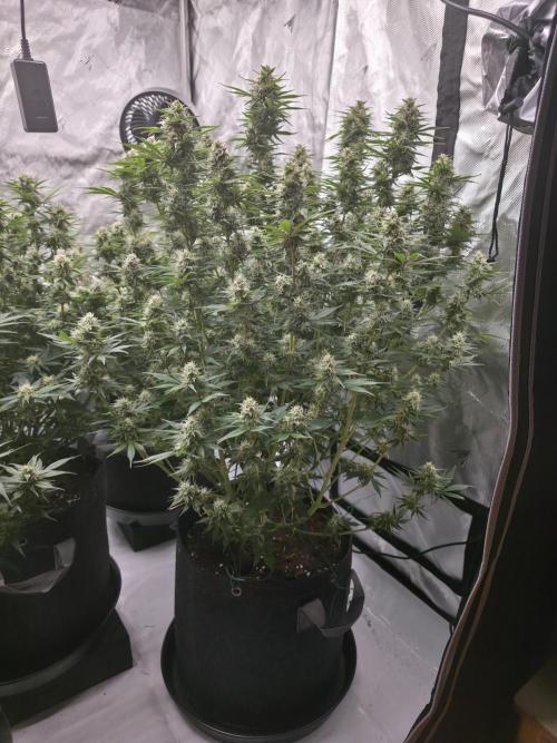 Gorilla cookies fast bud. Week 9