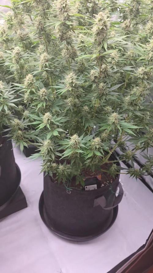 Gorilla cookies fast bud
