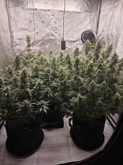 Gorilla cookies fast bud. Week 10