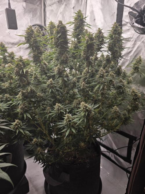 Gorilla cookies fast bud. Week 10