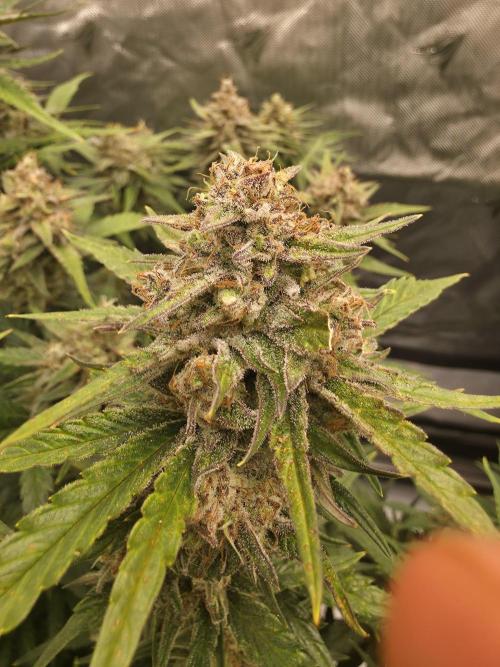 Gorilla cookies fast bud. Week 10