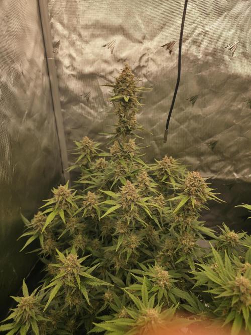 Gorilla cookies fast bud. Week 10
