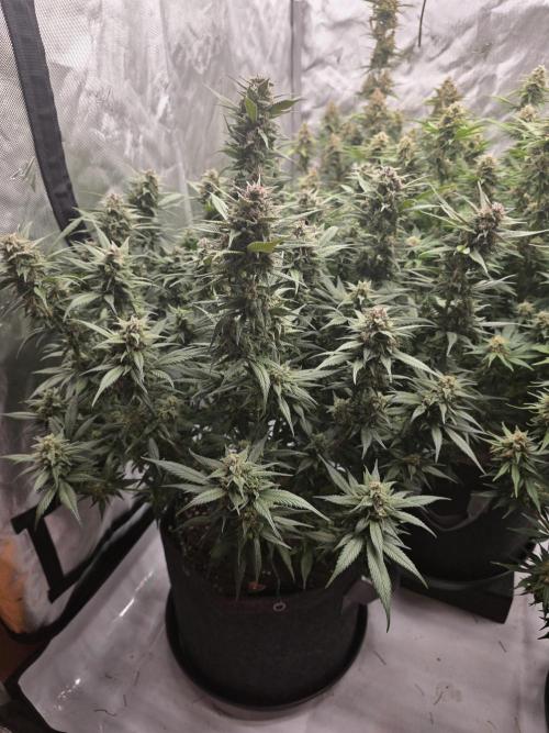 Gorilla cookies fast bud. Week 10