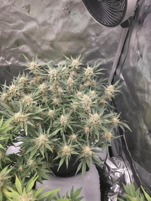 Gorilla cookies fast bud. Week 10