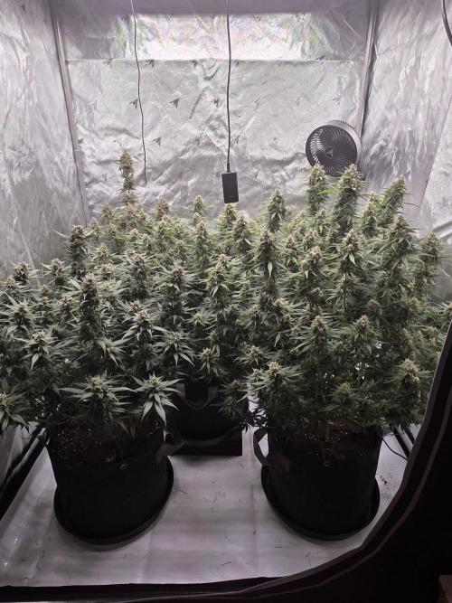 Gorilla cookies fast bud. Week 10