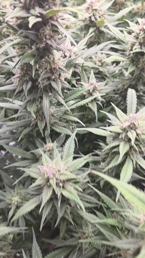 Gorilla cookies fast bud