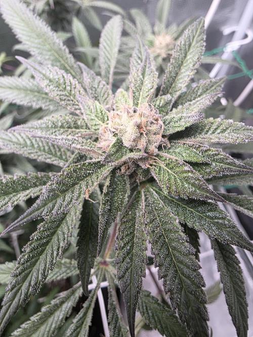 LFG barneys farm. Week 16