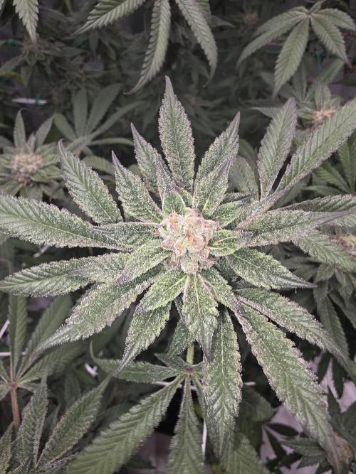 LFG barneys farm. Week 16