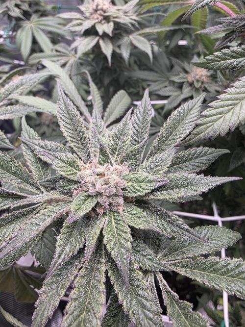 LFG barneys farm. Week 16
