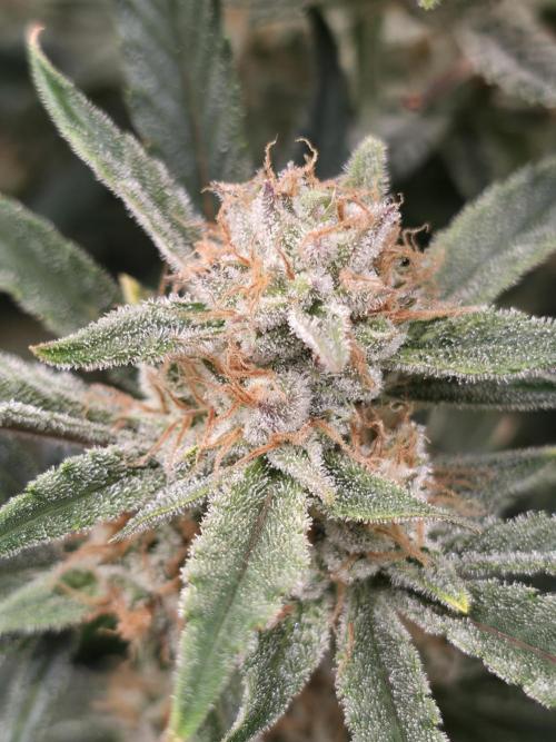 Gorilla cookies fast bud. Week 10 - Gorilla cookies 