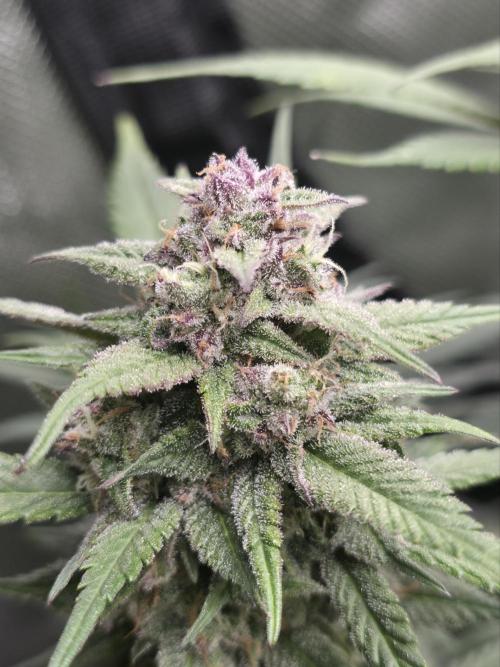 Gorilla cookies fast bud. Week 10 - Strawberry gorilla