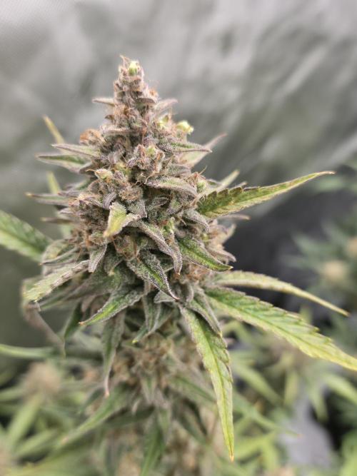 Gorilla cookies fast bud. Week 10 - California snow