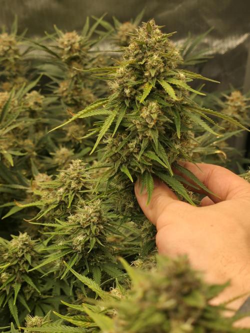 Gorilla cookies fast bud. Week 10 - Gorilla cookies 