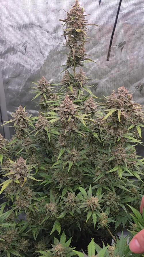Gorilla cookies fast bud