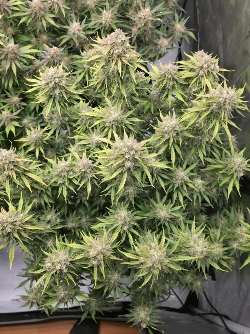 Gorilla cookies fast bud. Week 11 - Gorilla cookies 