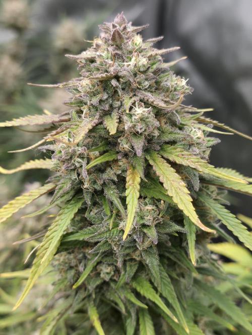Gorilla cookies fast bud. Week 11 - Gorilla cookies 