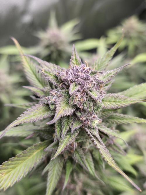 Gorilla cookies fast bud. Week 11 - Strawberry gorilla 