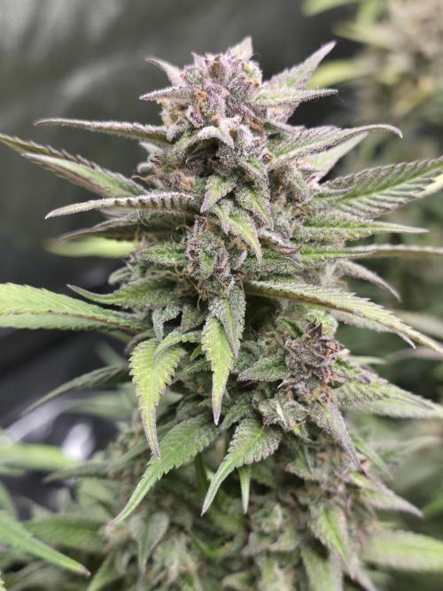 Gorilla cookies fast bud. Week 11 - Strawberry gorilla 