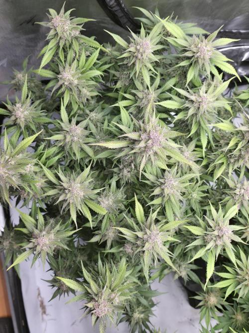 Gorilla cookies fast bud. Week 11 - Strawberry gorilla 