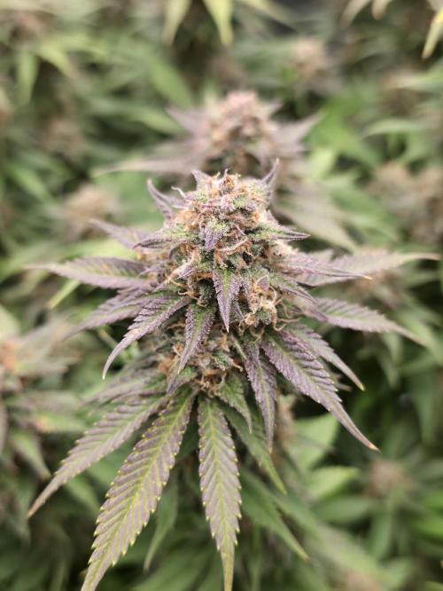 Gorilla cookies fast bud. Week 11 - Purple Haze