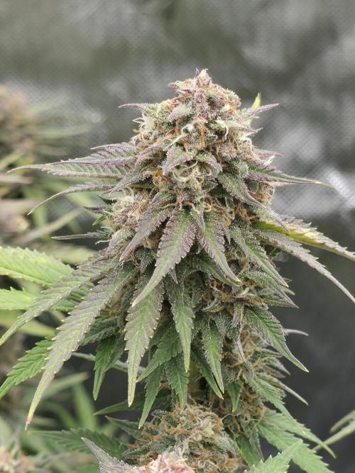 Gorilla cookies fast bud. Week 11 - Purlple haze