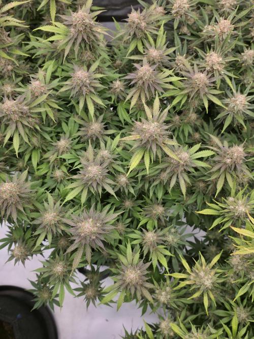 Gorilla cookies fast bud. Week 11 - Purple haze 