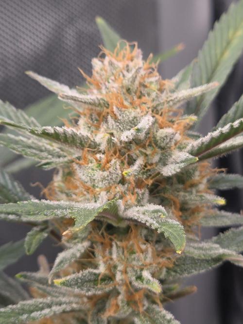 Gorilla cookies fast bud. Week 11 - Gorilla cookies 