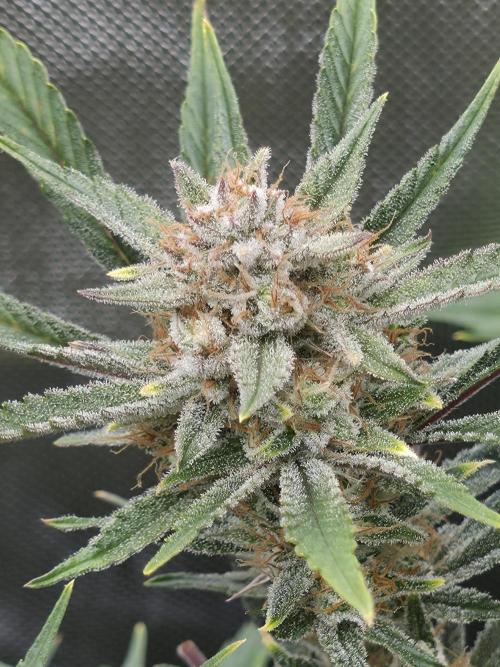 Gorilla cookies fast bud. Week 11 - Gorilla cookies 