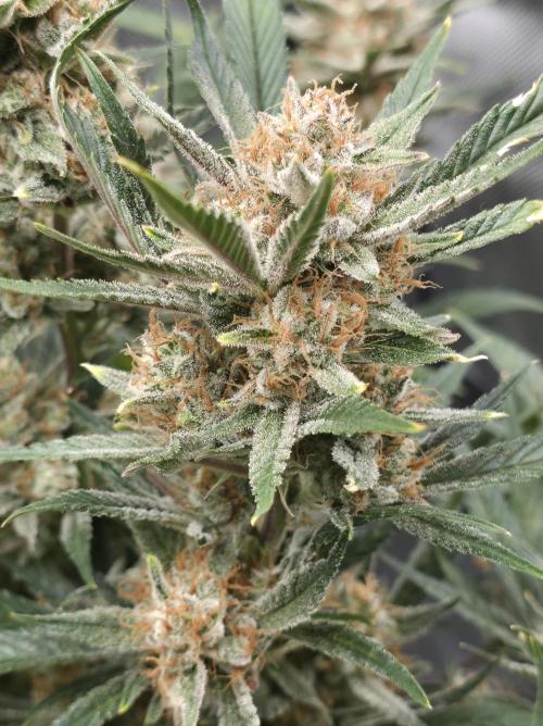 Gorilla cookies fast bud. Week 11 - Gorilla cookies 