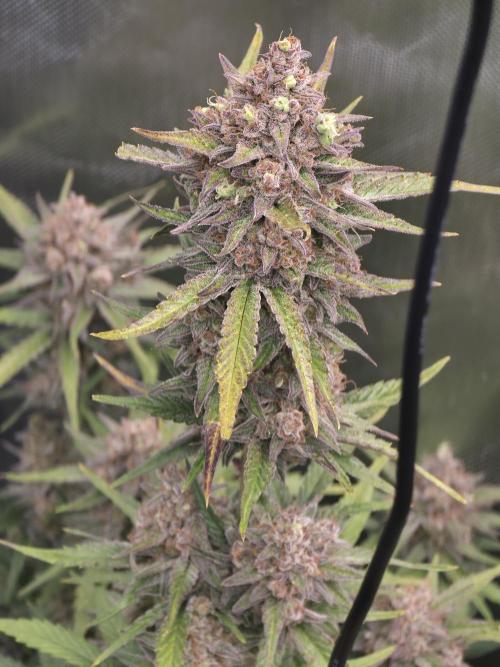 Gorilla cookies fast bud. Week 11 - California snow 