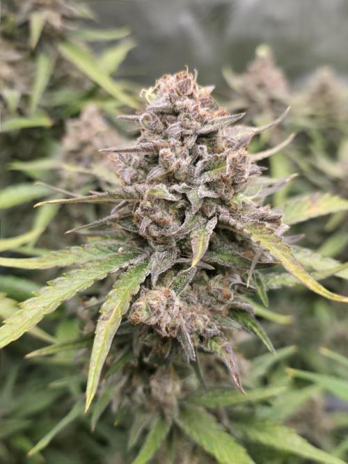Gorilla cookies fast bud. Week 11 - California snow