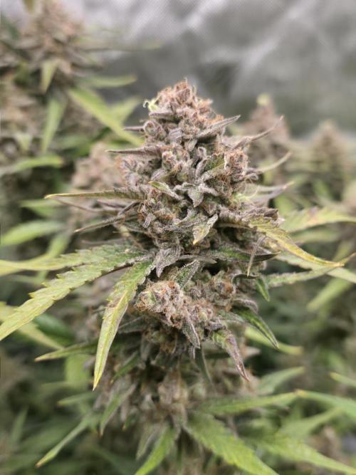Gorilla cookies fast bud. Week 11 - California snow