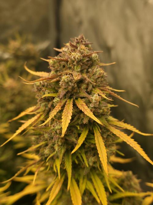 Gorilla cookies fast bud. Week 12