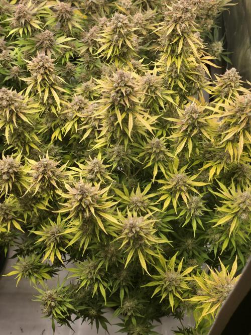 Gorilla cookies fast bud. Week 12