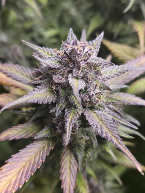 Gorilla cookies fast bud. Week 12