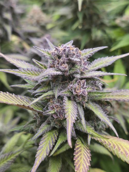 Gorilla cookies fast bud. Week 12