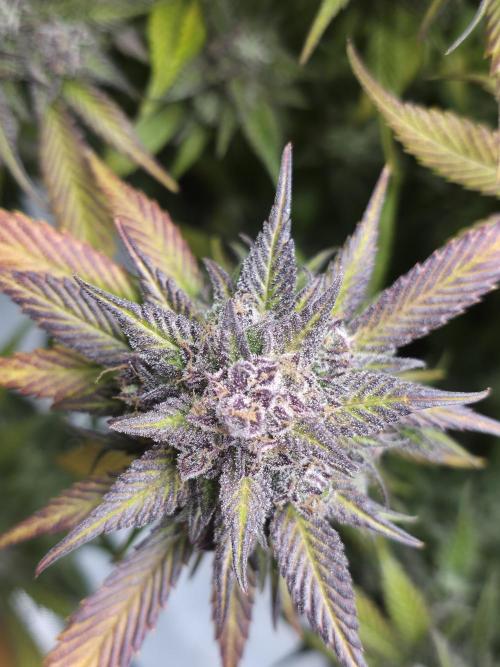 Gorilla cookies fast bud. Week 12