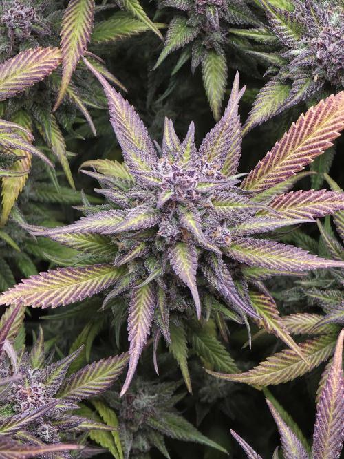 Gorilla cookies fast bud. Week 12