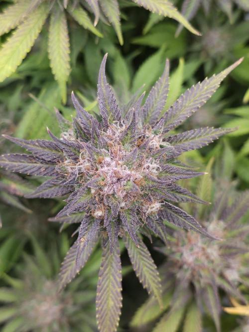 Gorilla cookies fast bud. Week 12