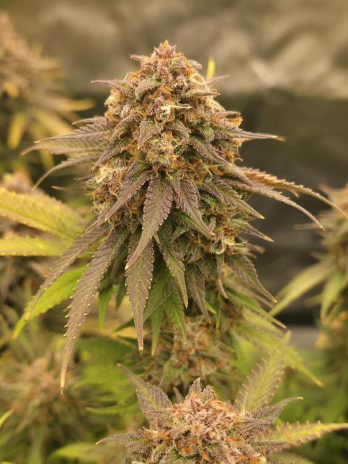 Gorilla cookies fast bud. Week 12