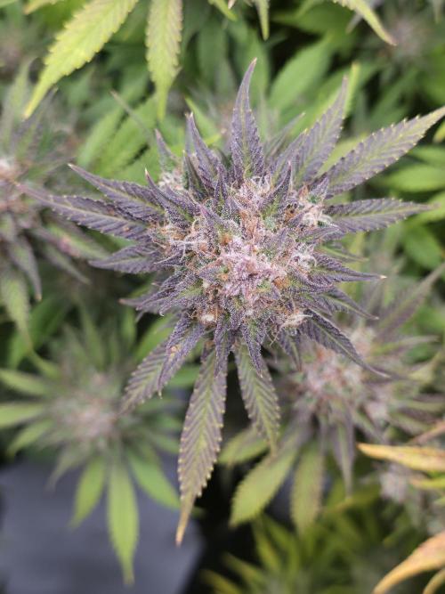 Gorilla cookies fast bud. Week 12