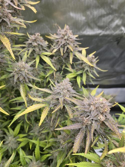 Fast Buds - Californian Snow Auto by Dottgreenthumb