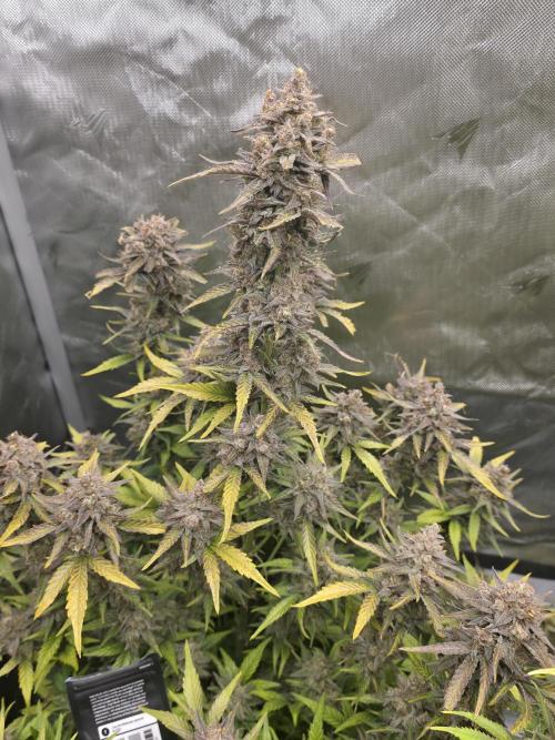 Gorilla cookies fast bud. Week 12